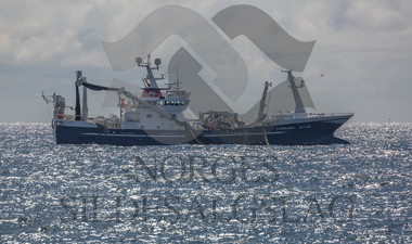 Leinebjørn på nordsjøsild 2018