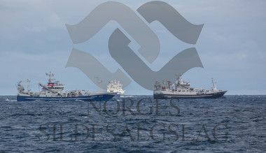 Leinebjørn og Herøyhav på nordsjøsild 2018