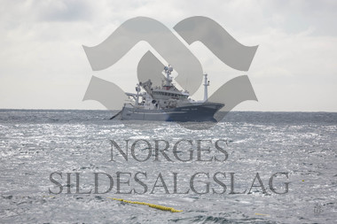 Leinebjørn kaster etter nordsjøsild 2018