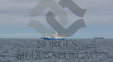 Leinebjørn kaster etter nordsjøsild 2018