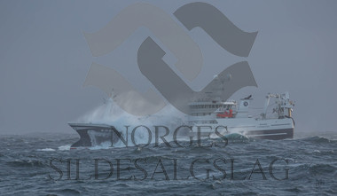 X Rogne på nordsjøsild 2018