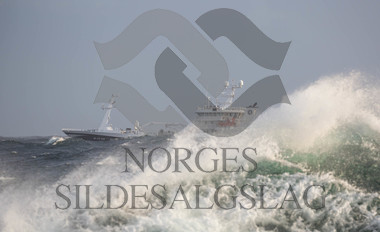 X Rogne på nordsjøsild 2018