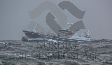 X Rogne på nordsjøsild 2018