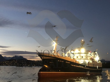 X M/S Rogne som er ferdig med makrell levering hos Nils Sperre A/S 11.10.2018