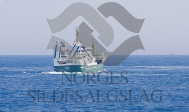 X Hargun på nordsjøsild 2019