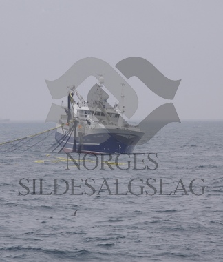 Krossfjord på nordsjøsild 2019