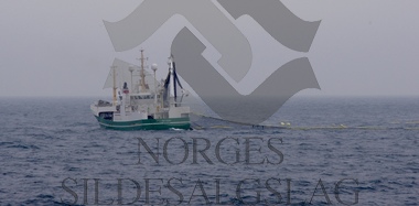 Nordsjøsild