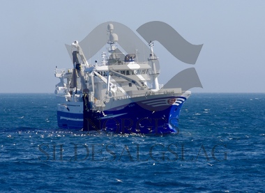 Fiskeskjer på nordsjøsild 2019