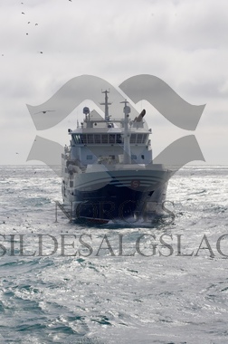 Kings Bay på nordsjøsild 2019