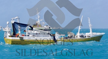 Sjøbris på nordsjøsild 2019