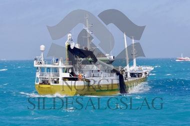 Sjøbris på nordsjøsild 2019