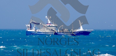 Leinebjørn på nordsjøsild 2019