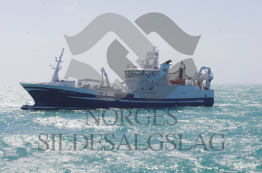 Østerbris på Nordsjøsild 2019