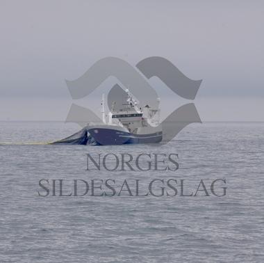 Nordsjøsild sæbjørn 2019