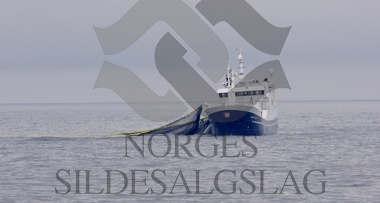 Nordsjøsild sæbjørn 2019