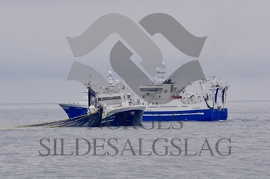 Nordsjøsild Sæbjørn og Fiskeskjer