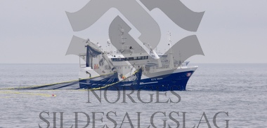 Nordsjøsild sæbjørn 2019