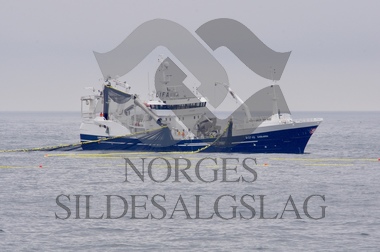 Sæbjørn med kast  på Nordsjøsild 2019