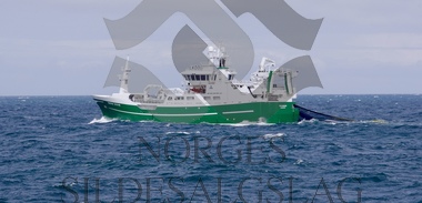 Dagens nordsjøsild bilder