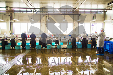 makrell i japan, lager fabrikk