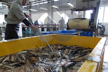 makrell i japan, lager fabrikk