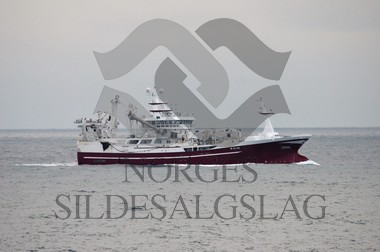 nordsjøsild 2019 Leikvin