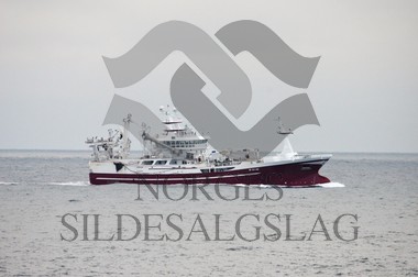 nordsjøsild 2019 Leikvin