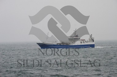 nordsjøsild 2019 Endre Dyrøy