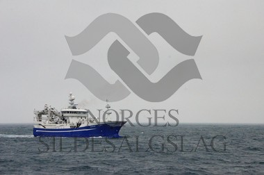 nordsjøsild 2019 Fiskeskjer