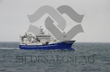 nordsjøsild 2019 Fiskeskjer