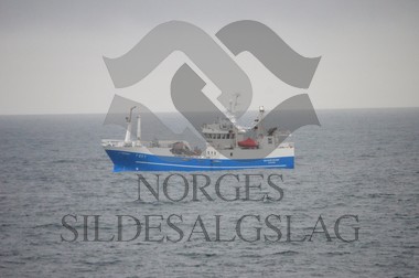 nordsjøsild 2019 Skagøysund