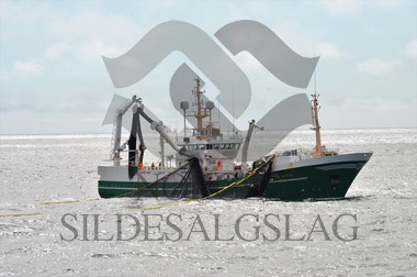 nordsjøsild 2019 Røttingøy