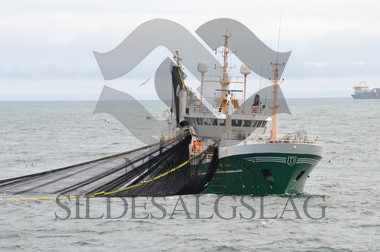 nordsjøsild 2019 Røttingøy