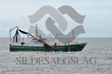 nordsjøsild 2019 Røttingøy