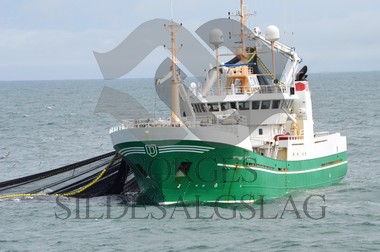 nordsjøsild 2019 Røttingøy