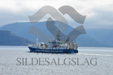 X nordsjøsild 2019  Andrea L