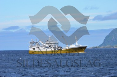 nordsjøsild 2019  X Teigenes