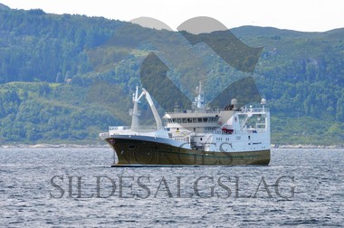 nordsjøsild 2019  X Teigenes