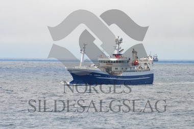 nordsjøsild 2019  Leinebjørn