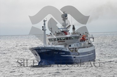 nordsjøsild 2019  Leinebjørn