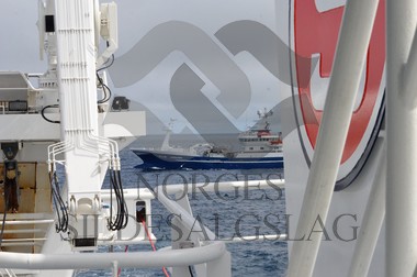 nordsjøsild 2019  Leinebjørn