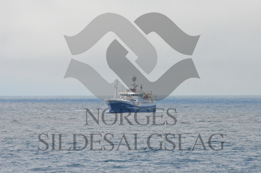 nordsjøsild 2019  Leinebjørn