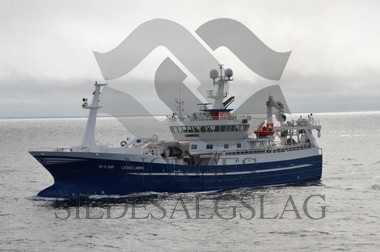 nordsjøsild 2019  Leinebjørn