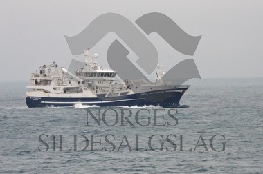 nordsjøsild 2019  M.Ytterstad