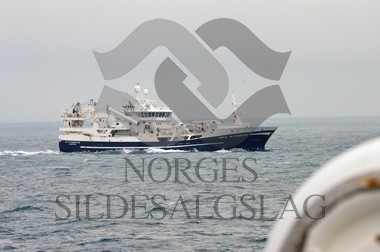 nordsjøsild 2019  M.Ytterstad