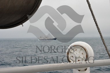 nordsjøsild 2019  M.Ytterstad