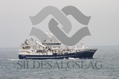 nordsjøsild 2019  M.Ytterstad