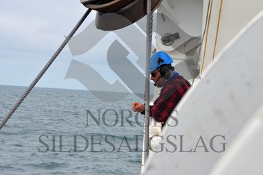 nordsjøsild 2019  Strand Senior fiskere 