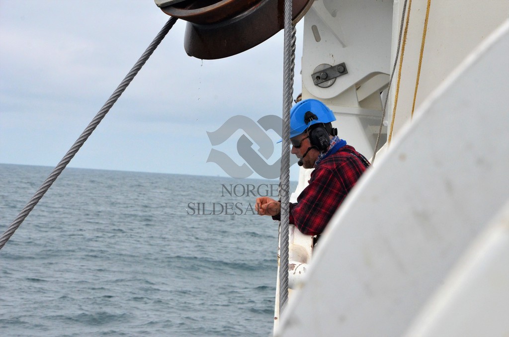 nordsjøsild 2019  Strand Senior fiskere 