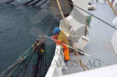 nordsjøsild 2019  Strand Senior fiskere 